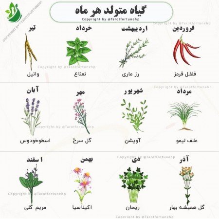  عکس گل گیاه