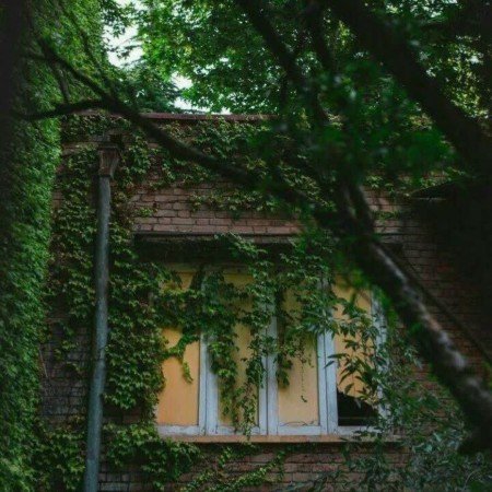  عکس گل گیاه