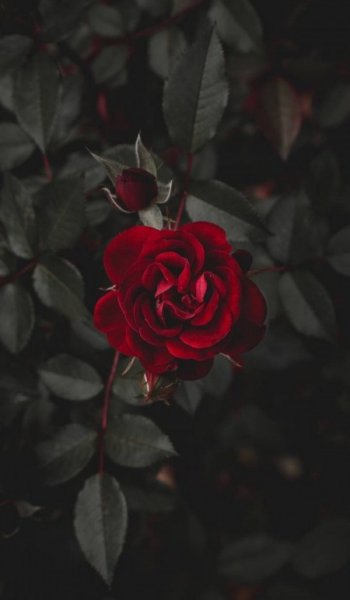  عکس گل گیاه