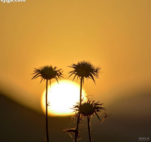  عکس طلوع خورشید با کیفیت بالا