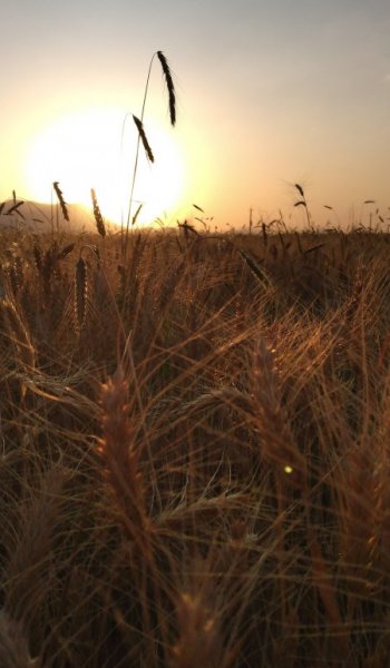  عکس خورشید واقعی در آسمان