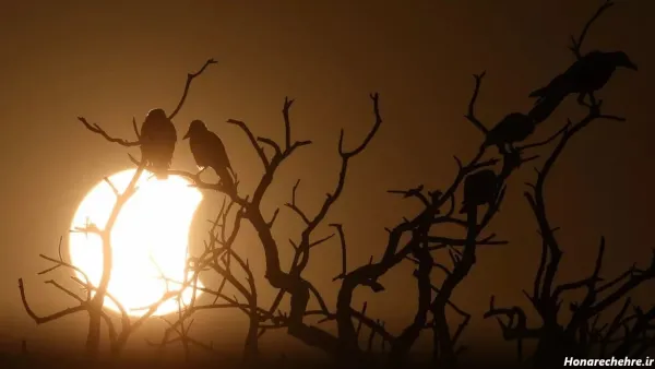  عکس خورشید گرفتگی در ایران