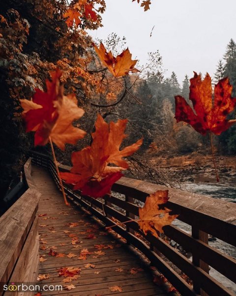  عکس صبح بارانی پاییزی