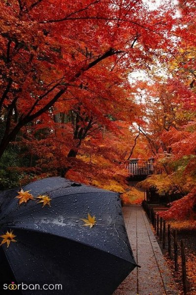  عکس صبح بارانی پاییزی