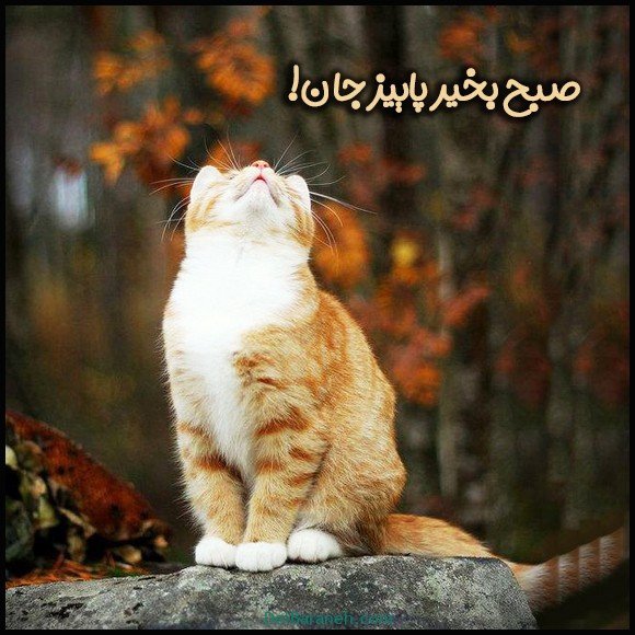  100 عکس صبح بخیر پاییزی عاشقانه