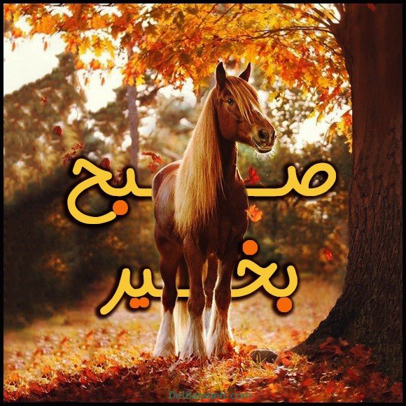  100 عکس صبح بخیر پاییزی عاشقانه