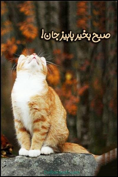  صبح بخیر پاییزی اینستا