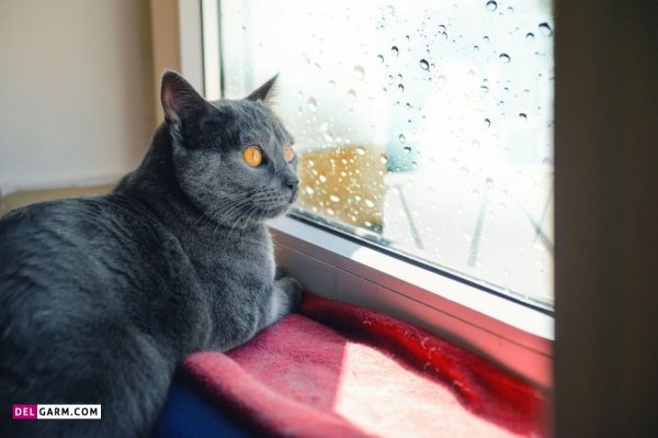  عکس باران و پنجره