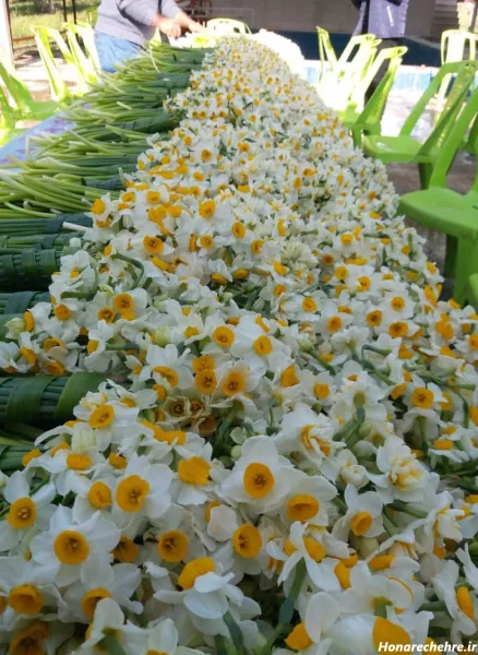 عکس باران و گل