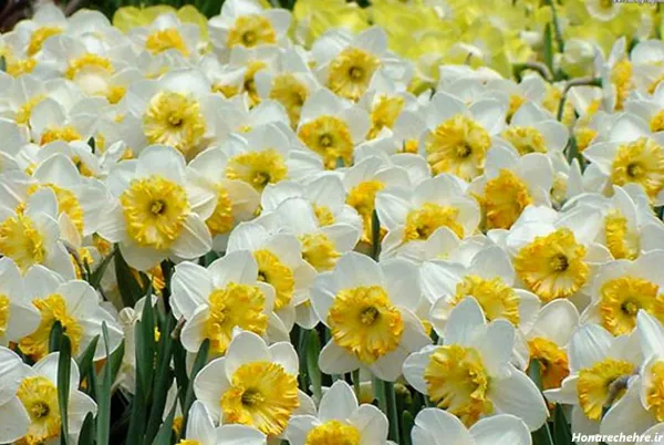  عکس باران و گل