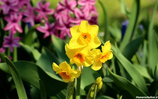  عکس باران و گل