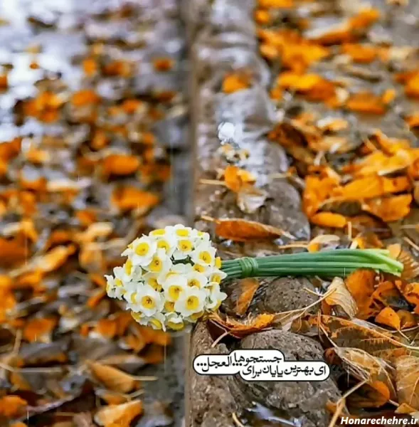  عکس باران و گل