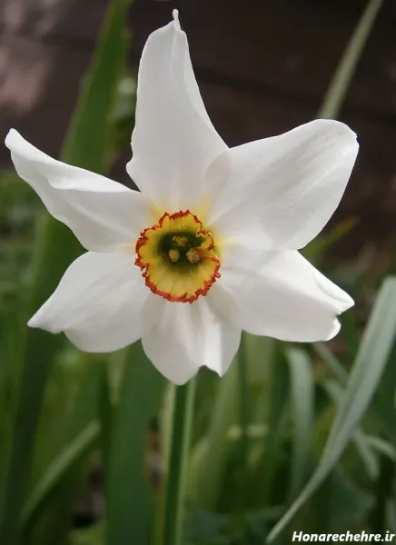  عکس باران و گل