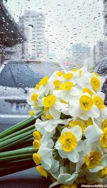  عکس باران و گل