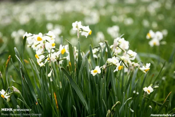  عکس باران و گل