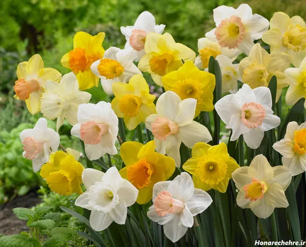  عکس باران و گل