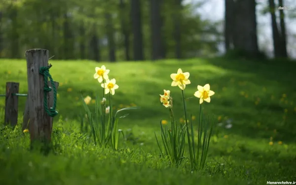  عکس باران و گل