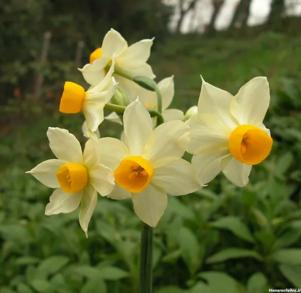  عکس باران و گل