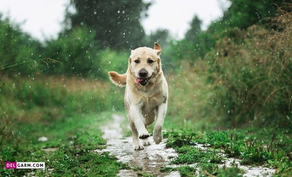  عکس هوای بارانی شمال