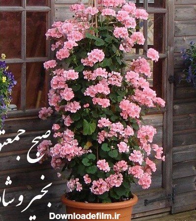  عکس صبح بخیر جمعه دلبرانه