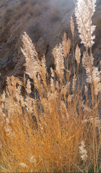  100 عکس طبیعت واقعی پاییز