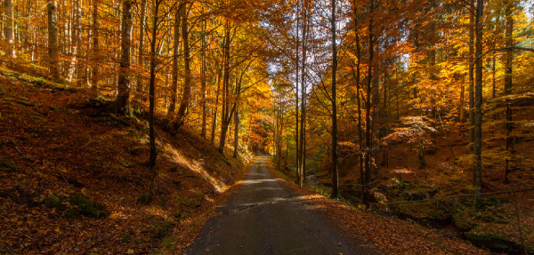  عکس از طبیعت پاییزی ایران