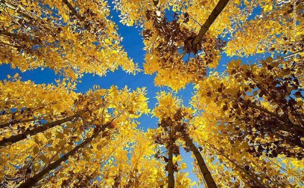  عکس از طبیعت پاییزی ایران