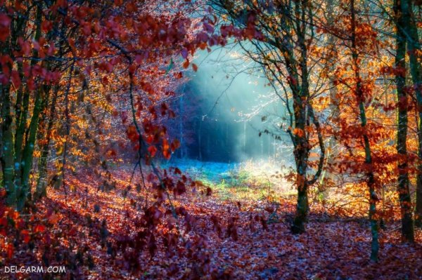  139 عکس برگ پاییزی با کیفیت بالا