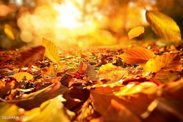  139 عکس برگ پاییزی با کیفیت بالا