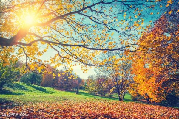  139 عکس برگ پاییزی با کیفیت بالا