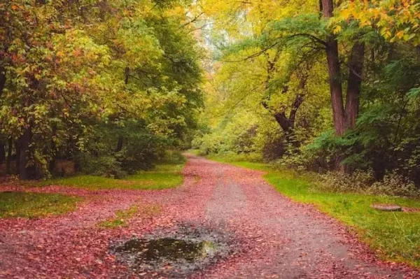  عکس جاده پاییز