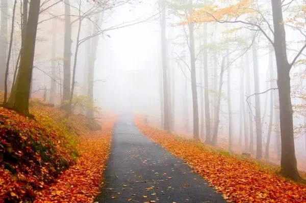  عکس جاده پاییز