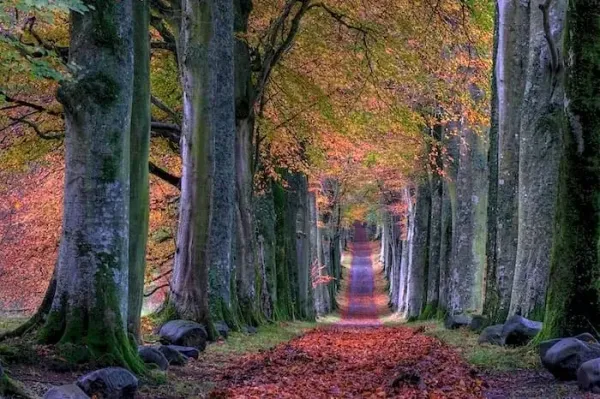  عکس جاده پاییز