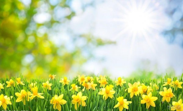  عکس طلوع خورشید در بهار