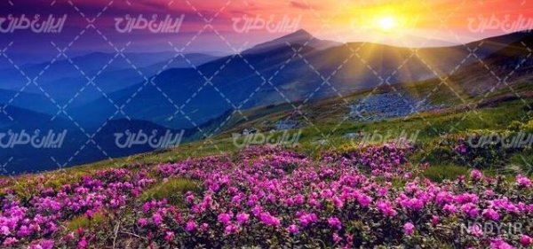  عکس طلوع خورشید در بهار