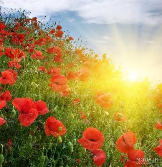  عکس طلوع خورشید در بهار
