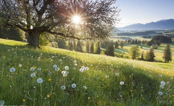  عکس طلوع خورشید در بهار
