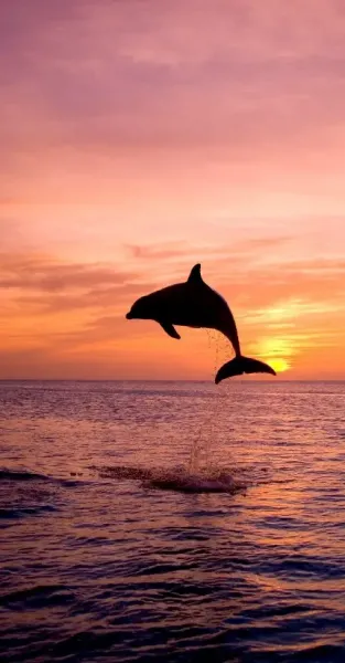  عکس غروب خورشید با کیفیت بالا