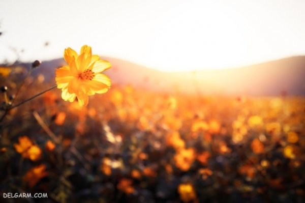  عکس غروب آفتاب برای پروفایل