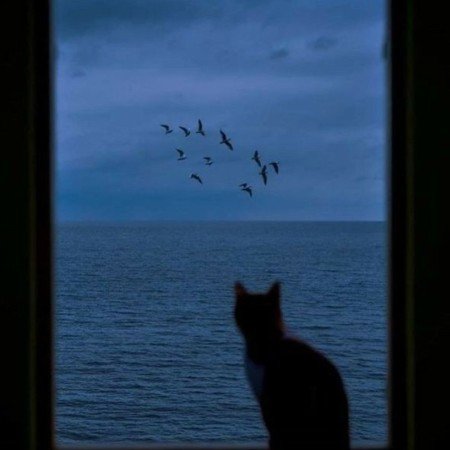  عکس غروب پاییز برای پروفایل