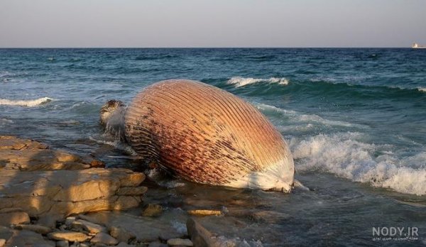  عکس لب دریا کیش