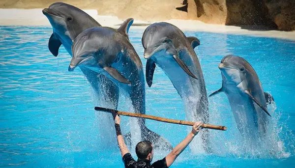  عکس ساحل مرجان کیش