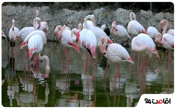  عکس کیش جدید