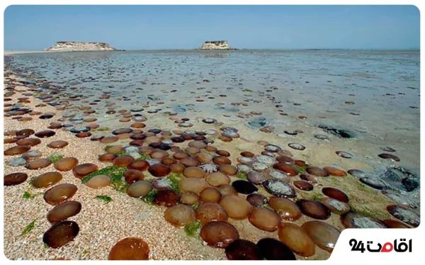  عکس کیش جدید