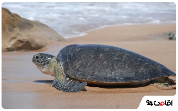  عکس کیش جدید