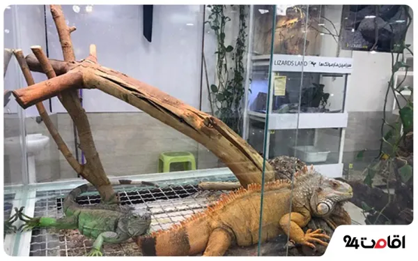  عکس کیش جدید