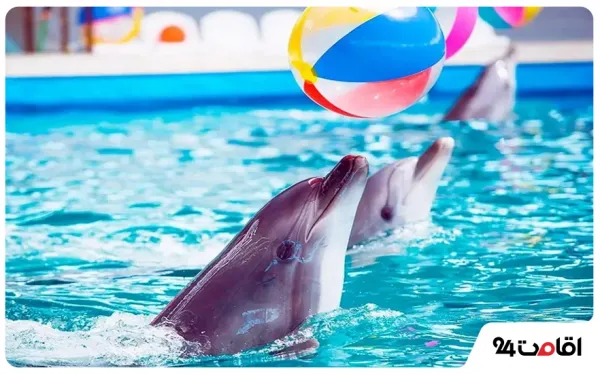  عکس کیش جدید