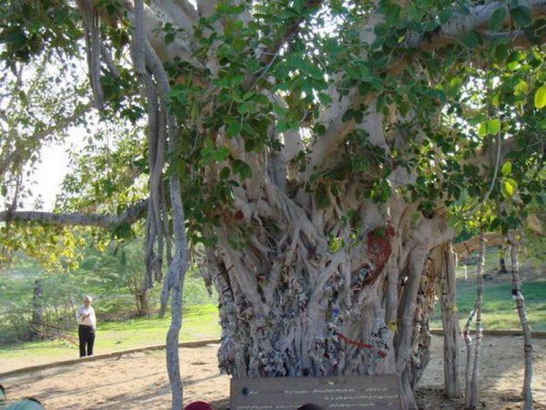  عکس کیش واقعی