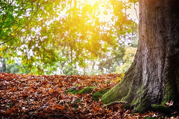  عکس طلوع پاییزی