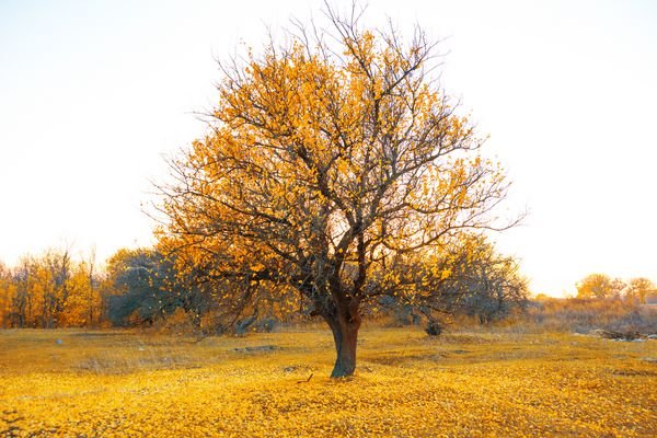  عکس طلوع پاییزی